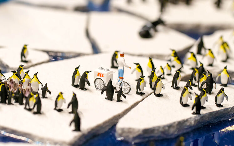 Patagonien antarktis pinguine 18